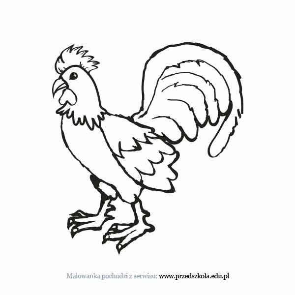 Kogut kolorowanki